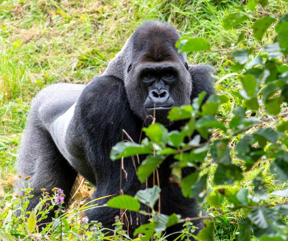3 days gorilla trekking safari - Uganda